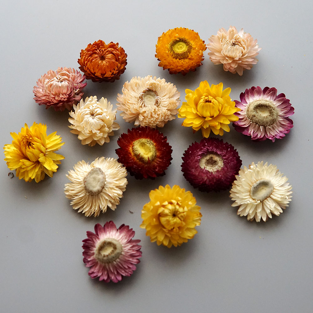 Natural Dried Colorful Chrysan - Candle Making Activity ulasan dan harga