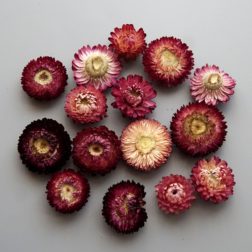 Natural Dried Colorful Chrysan - Candle Making Activity ulasan dan harga