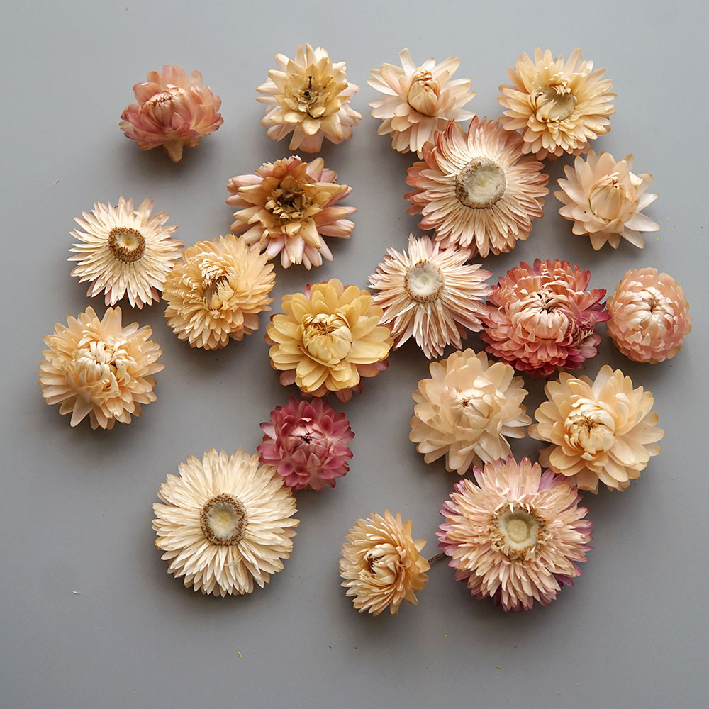 Natural Dried Colorful Chrysan - Candle Making Activity ulasan dan harga